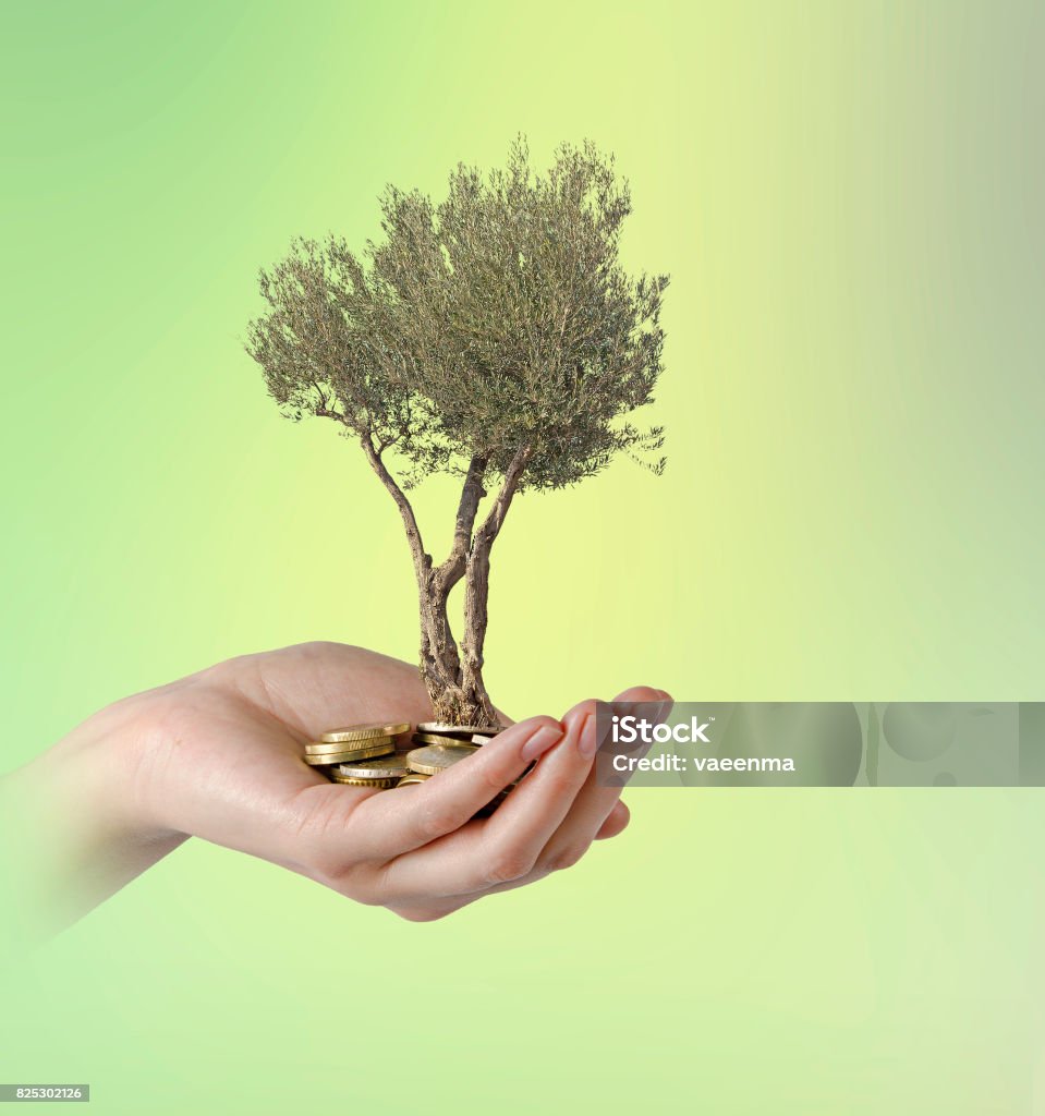 Olive tree in palm as a gift Adult Stock Photo