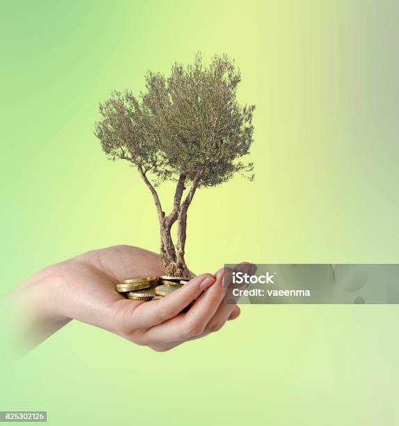 Olive Tree In Palm As A Gift Stock Photo - Download Image Now - Adult, Agriculture, Arm