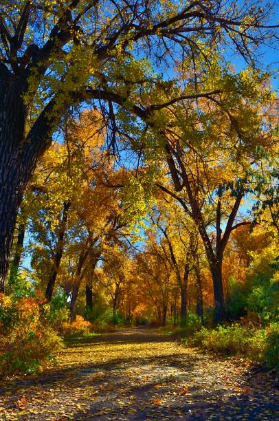 istock Billings Riverfront Park Wooded Nature Trail 825302422
