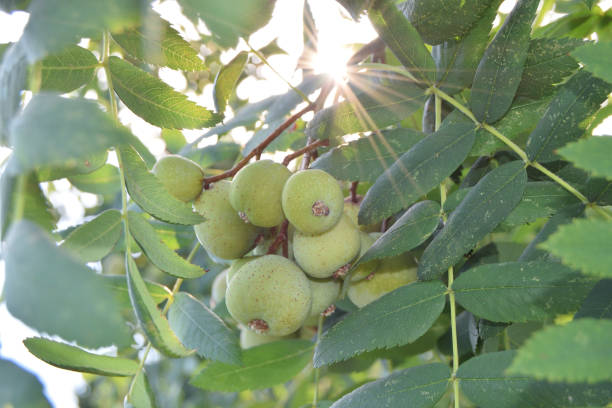 istock Closeup of unripe rowans still on the tree 825303612
