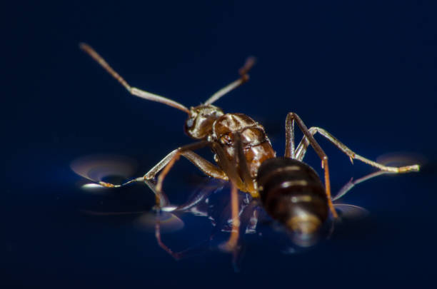 The ant and the water