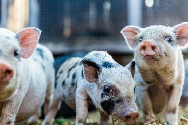 Niedliche Baby Ferkel – Foto