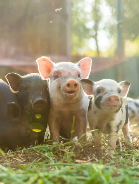 Cute baby piglets