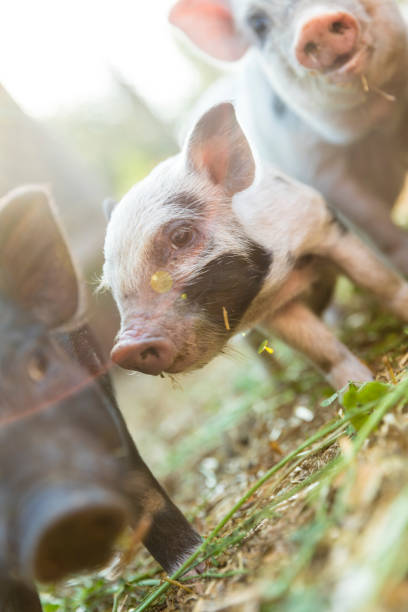 istock Cute baby piglets 825307398