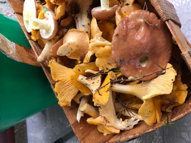 istock Mushroom chanterelle. Mushroom picking in the summer. 825308240