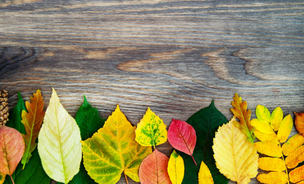 istock Autumn background with leaves. Different leaves on a wooden background. 825309348