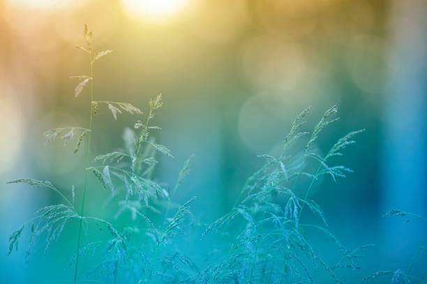 istock Grasses in the meadow 825314216