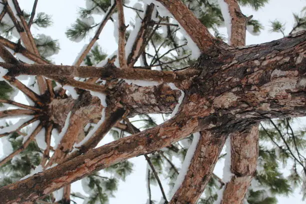 an angle of a pine tree