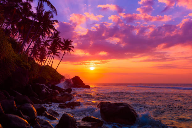 Sunset on beach Palm tress on tropical coast at sunset coconut palm tree photos stock pictures, royalty-free photos & images