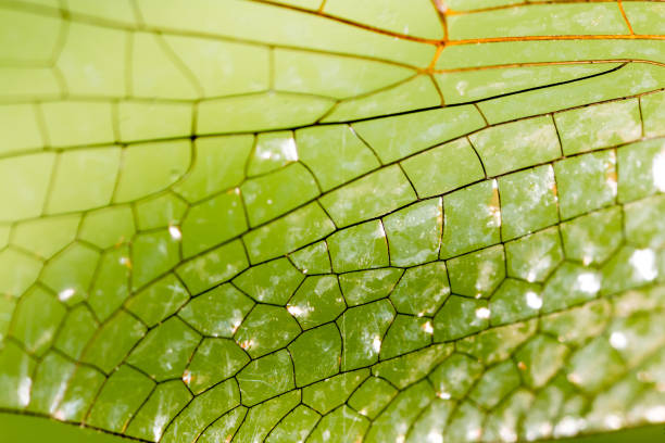 istock Wings of a dragonfly as a background 825321040