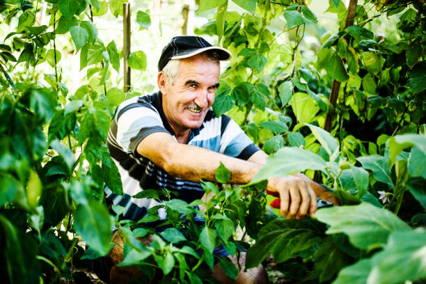 istock Senior farmer dealing with garden crops 825321134