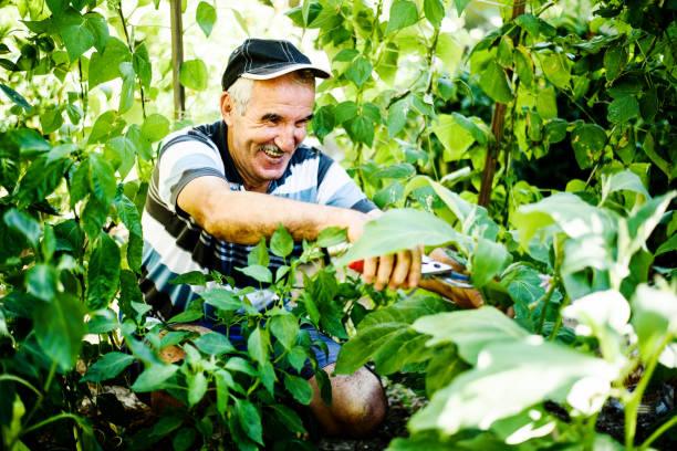 istock Senior farmer dealing with garden crops 825324268