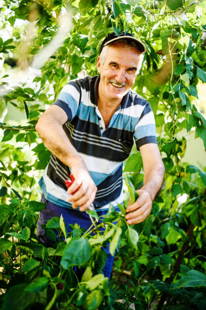 istock Senior farmer dealing with garden crops 825324920