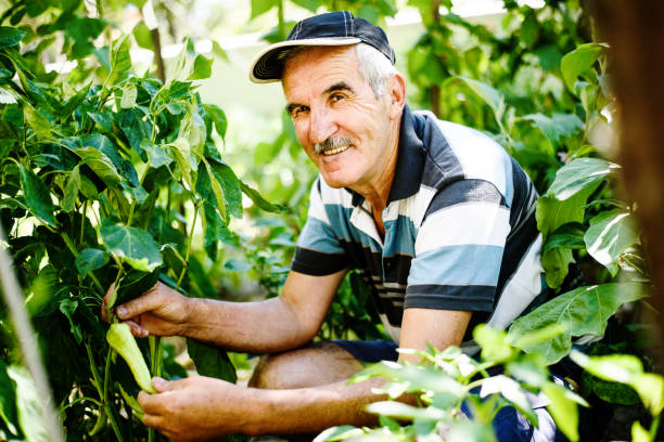 istock Senior farmer dealing with garden crops 825325112