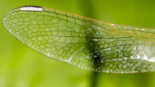 istock Wings of a dragonfly as a background 825325978