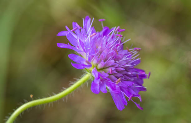Field scabious, Knautia arvensis, one flower with curved stem and with green, natural, soft background