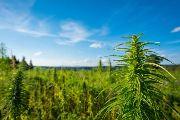 vista de campo de farm cannabis - hemp fotografías e imágenes de stock