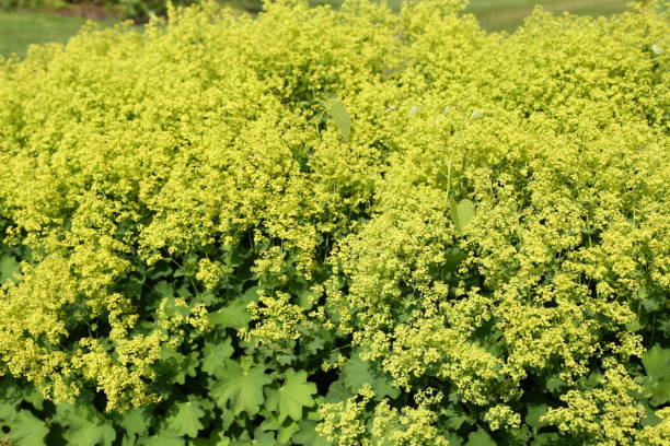 istock Alchemilla mollis - Lady's Mantle 825336068