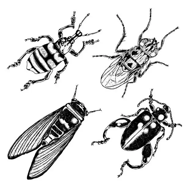 Vector illustration of Big set of insects, bugs, flying beetles. Many species in vintage old hand drawn stippling and hatching, shading style. Engraved stipple woodcut. Vector.
