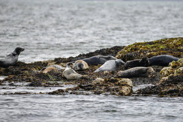 istock Common Harbor Seals Phoca Vitulina relaxing on rocks in Anglesey Wales 825336686