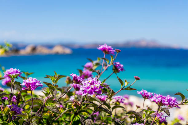 Flowers and sea of Costa Smeralda (Sardinia, Italy) stock photo