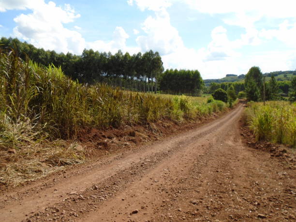 istock Dirt road in a farm in Brazil 825341556