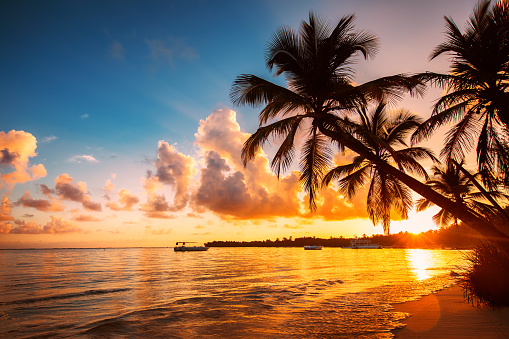 Palmtree silhouettes on the tropical beach, Dominican Republic