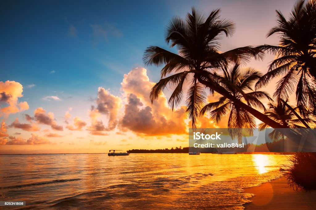 Palmtree silhouettes on the tropical beach, Dominican Republic Beach Stock Photo