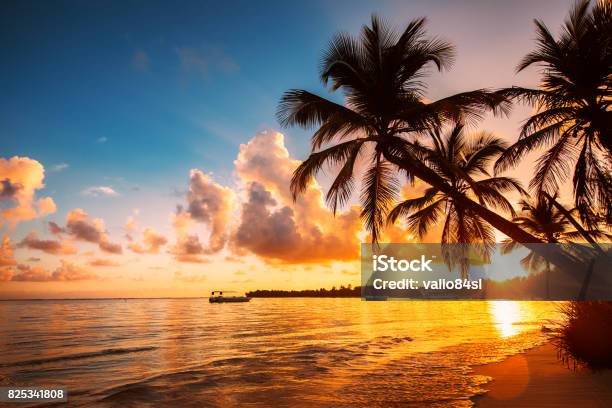 Palmtree Silhouettes On The Tropical Beach Dominican Republic Stock Photo - Download Image Now