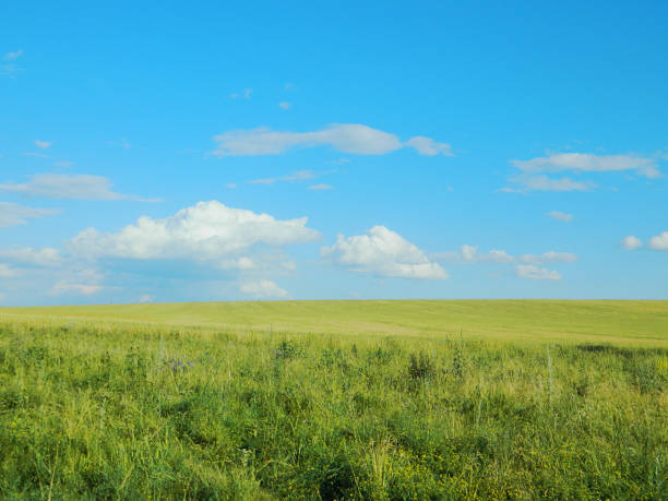 istock Beautiful landscape, white clouds, blue sky, green grass and flowers. 825341998