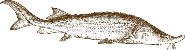 Vector illustration of engraving illustration of sturgeon fish