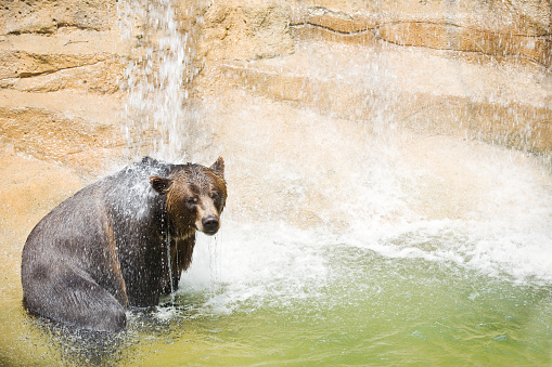A black bear enjoying refreshing cool water on a hot day.