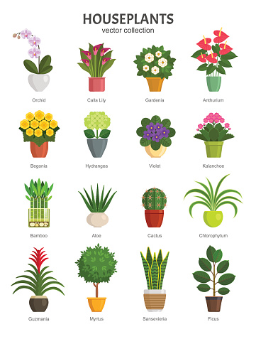 Vector illustration of most popular houseplants and flowers in multi-colored pots, such as Orchid, Calla Lily, Gardenia, Violet, Aloe and Cactus. Isolated on white.