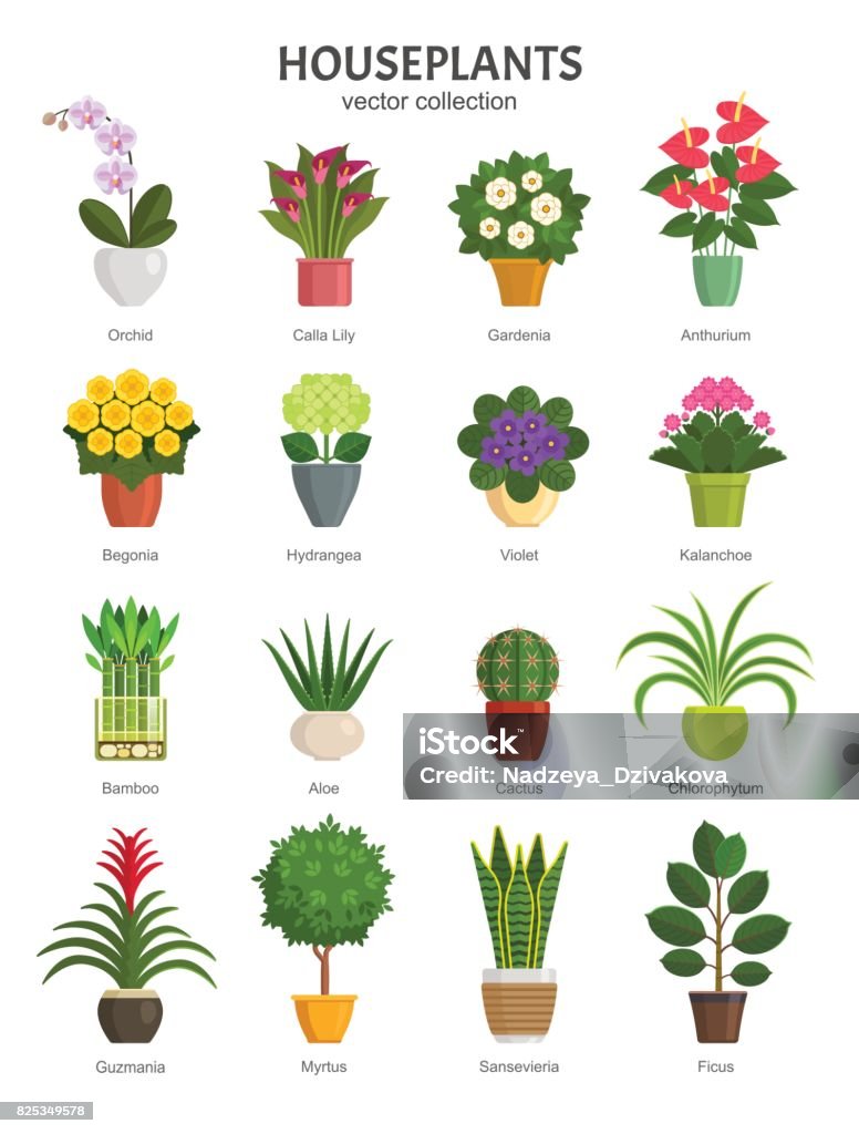 Houseplants collection. Vector illustration of most popular houseplants and flowers in multi-colored pots, such as Orchid, Calla Lily, Gardenia, Violet, Aloe and Cactus. Isolated on white. Flower Pot stock vector