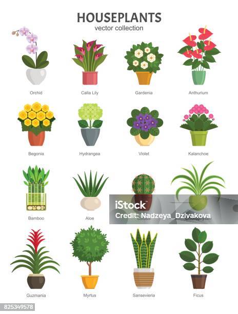 Houseplants Collection Stock Illustration - Download Image Now - Flower Pot, Houseplant, Orchid