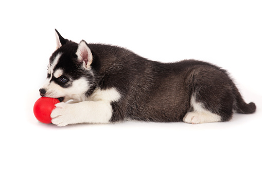 Siberian husky playing with a ball, in the studio on a white background.