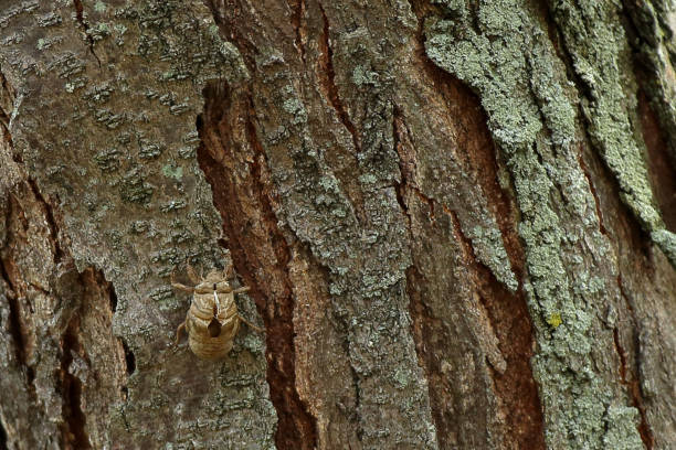Annual Cicada shell in locust tree An already vacated cicada shell is well hidden on the bark of a locust tree. anthropoda stock pictures, royalty-free photos & images