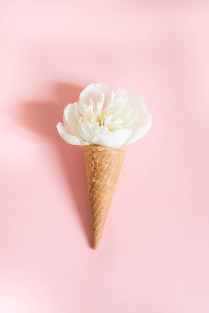 istock White peony flower in waffle cone on pink background. Vertical. Summer concept. 825360342