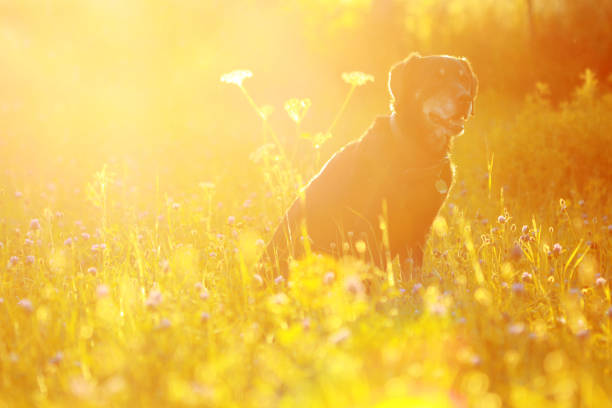 istock Saint Bernard and Braque Francais 825363870