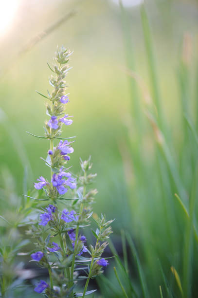 Hyssop, Hyssopus officinalis