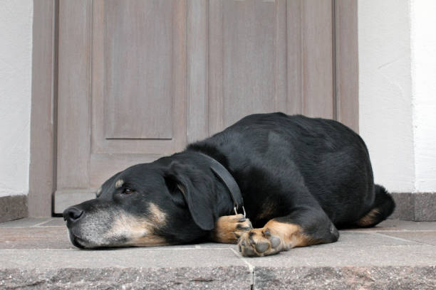 istock Saint Bernard and Braque Francais 825364766