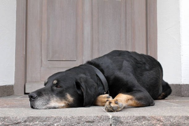 istock Saint Bernard and Braque Francais 825364886