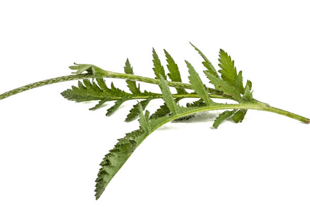 istock Leafs of poppy, lat. Papaver, isolated on white background 825368852