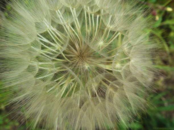 istock close up of a dandelion 825371320
