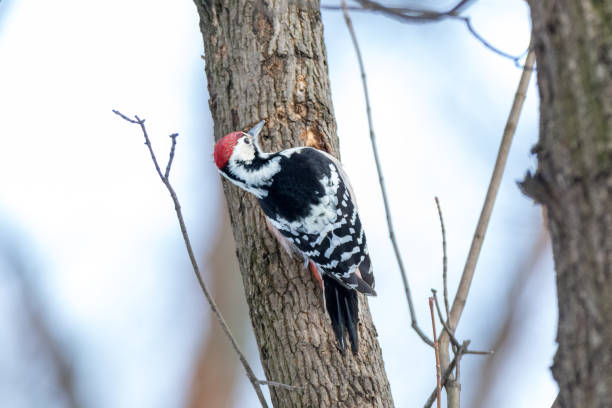 istock White-backed Woodpecker (Dendrocopos leucotos). male 825371790