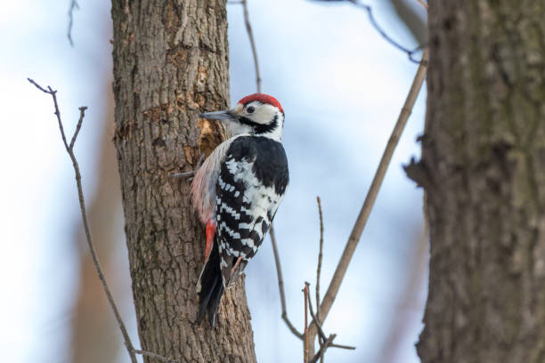 istock White-backed Woodpecker (Dendrocopos leucotos). male 825371854