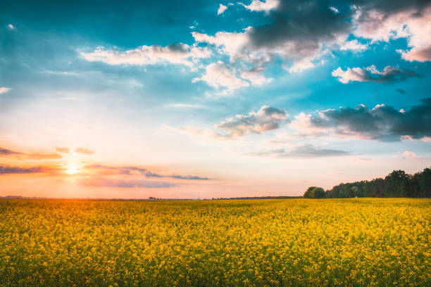istock Sunset Sunrise Sky Over Spring Flowering Canola, Rape, Rapeseed, Oilseed Field Meadow Grass. Agricultural Landscape In Yellow Sunlight On Bright Sun At Horizon 825372296