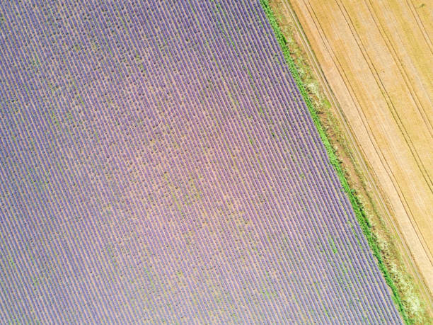 istock Aerial view of agricultural fields 825372322