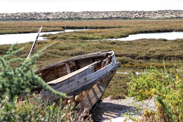 istock An old boat in the swamp 825375794