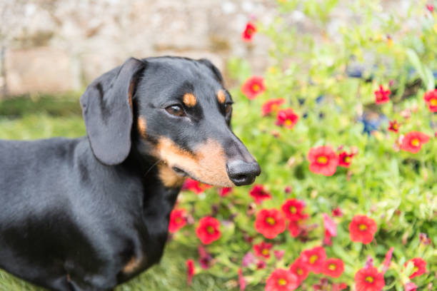 istock Miniature dachshund in front of flowers 825376286
